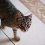 Ako nájsť chorobu duchov: prečo veterinári roky liečia neexistujúce infekcie ako-najst-chorobu-duchov-preco-veterinari-roky-liecia-neexistujuce-infekcie.jpg