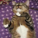 Prečo mačka potrebuje pevnosť na skrini: ako vás jednoduchý kartónový domček zachráni pred nemocnicou preco-macka-potrebuje-pevnost-na-skrini-ako-vas-jednoduchy-kartonovy.jpg